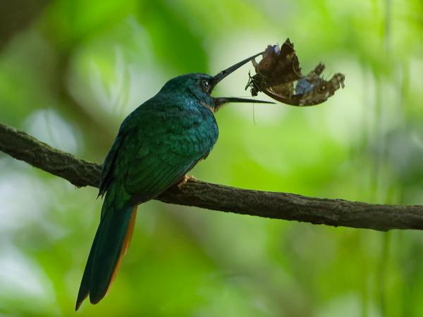 <h3><a href="/trips/costa-rica/biota/animalia/chordata/aves/039 piciformes/001 galbulidae/galbula ruficauda/galbula ruficauda-nl.html">Galbula&nbsp;ruficauda</a> / Rufous‑tailed&nbsp;jacamar / Roodstaartglansvogel</h3>OM-1 Mark II met OLYMPUS M.150-400mm F4.5, 1/500 sec  bij F4.5, ISO 6400, afstand 10.2&nbsp;m
